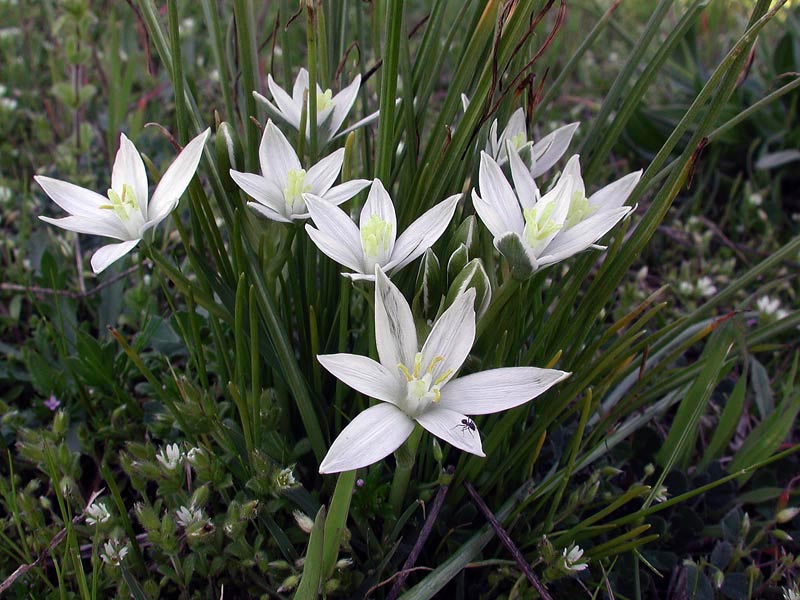  Image name: latte di gallina4.jpg 
 width: 800 pixel 
 height: 600 pixel 
 Size: 97158 bytes 
 Click to enlarge 